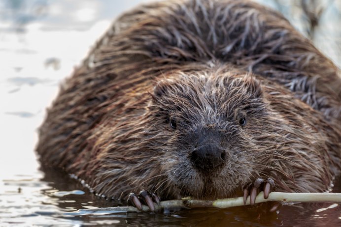Канадский Бобр (Castor canadensis)