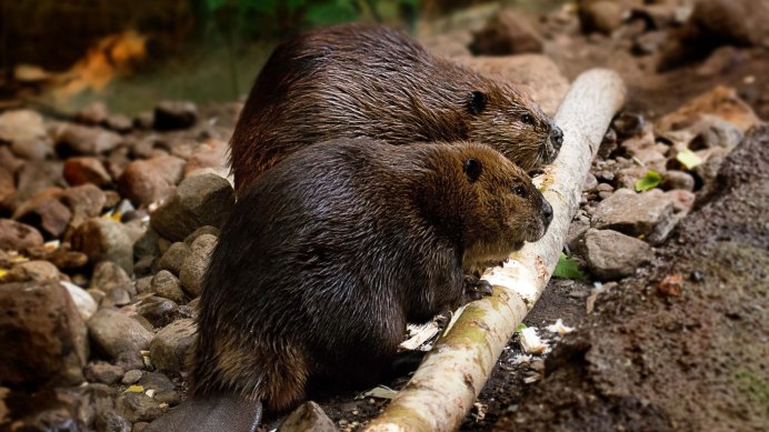 Castor canadensis