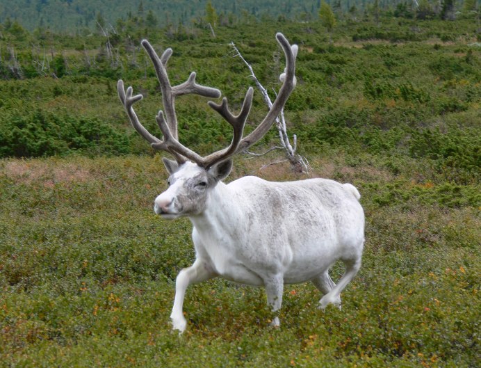 Северный олень Вишерский заповедник