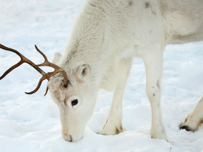 White Reindeer