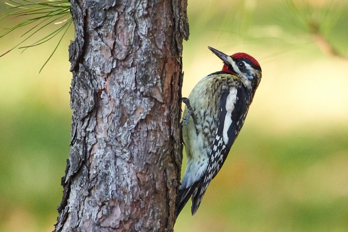 Sphyrapicus varius