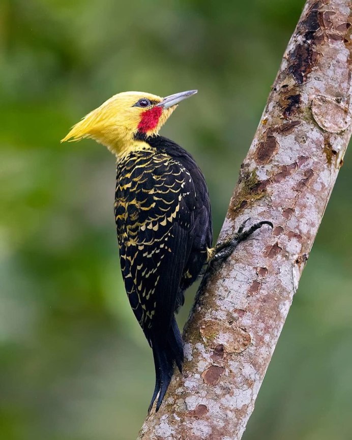Зеленый дятел -Picus viridis Linnaeus (1758)