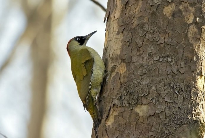Picus viridis (зеленый дятел) гнездо