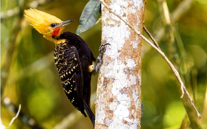 Зелёный дя́тел (Picus viridis)