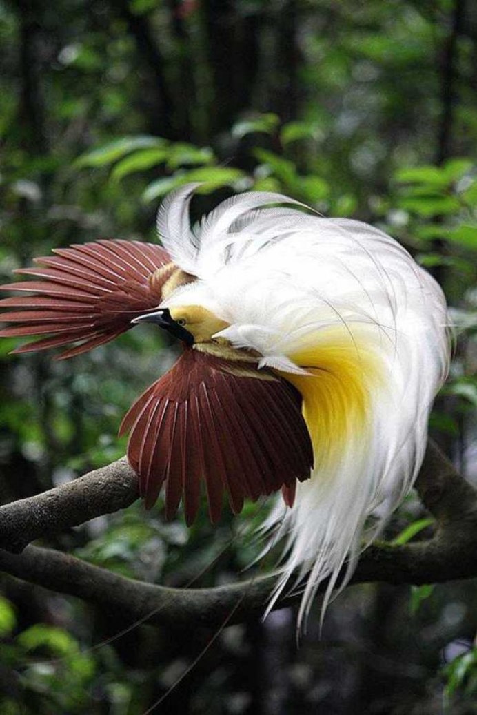 Paradisaea Guilielmi