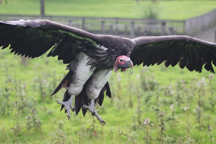 Lappet-faced Vulture