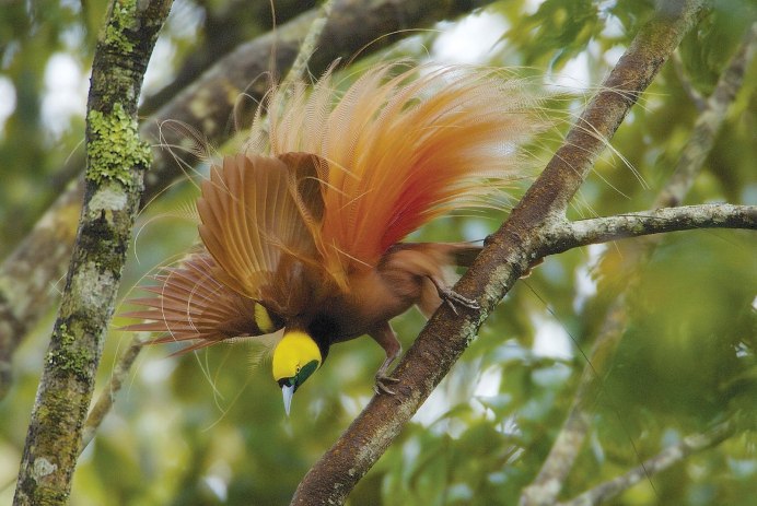 Paradisaea Rudolphi