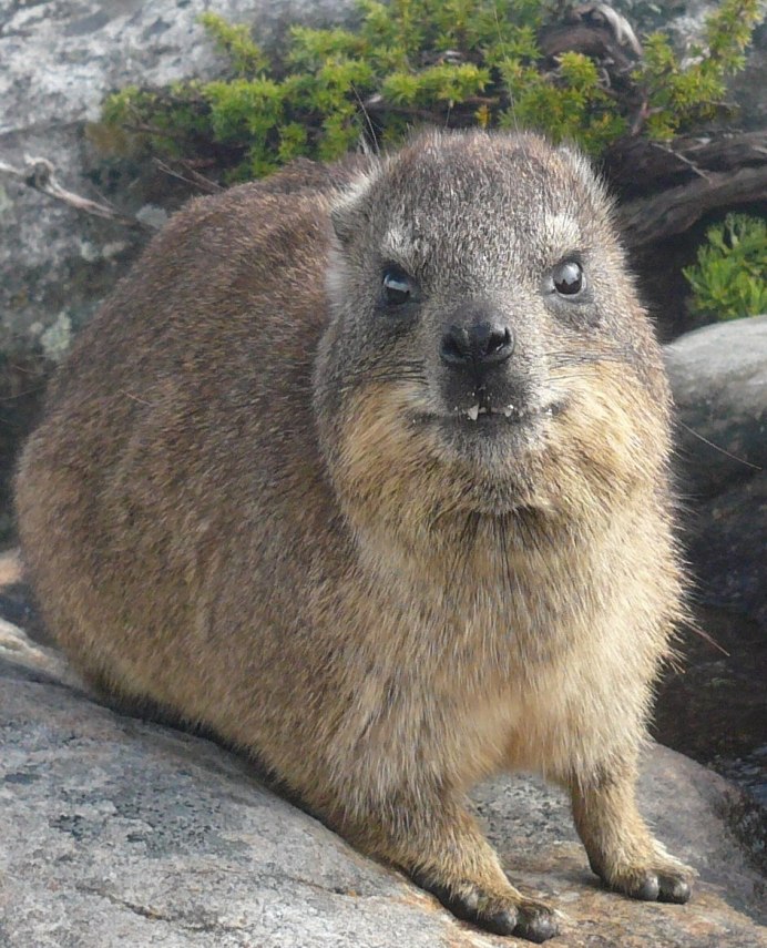 Procavia capensis