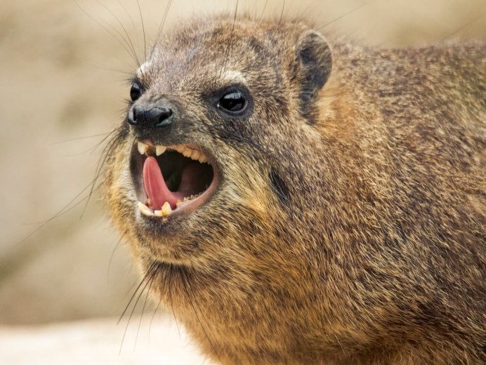Procavia capensis животные
