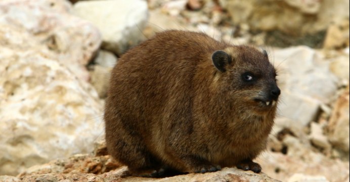 Капский жиряк