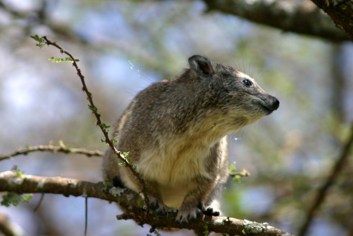 Tree Hyrax