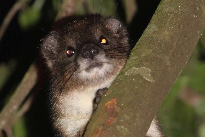 Tree Hyrax