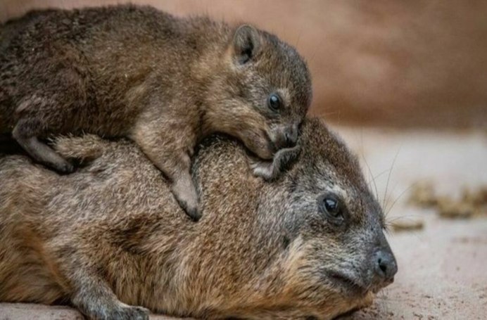 Капский Даман родственник слона
