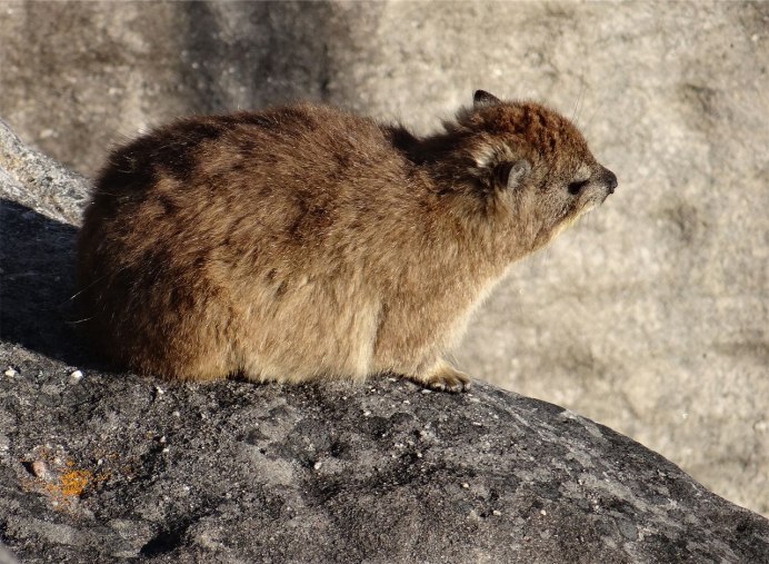 Procavia capensis