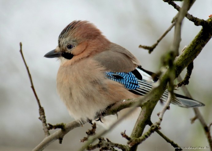 Белая крачка птица