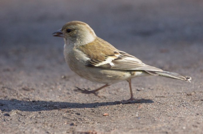 Колибри птица в Турции