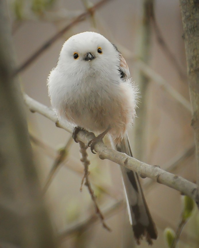 Охровый Колибри