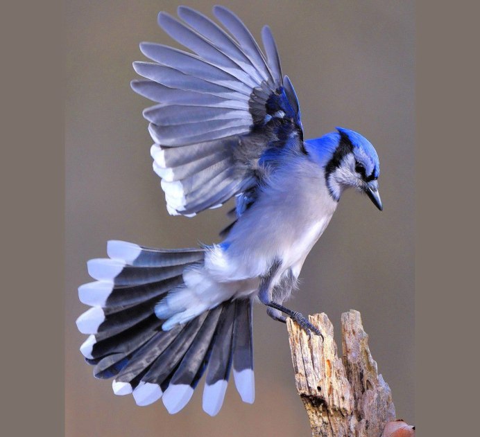 Птица Крыма с голубыми крыльями