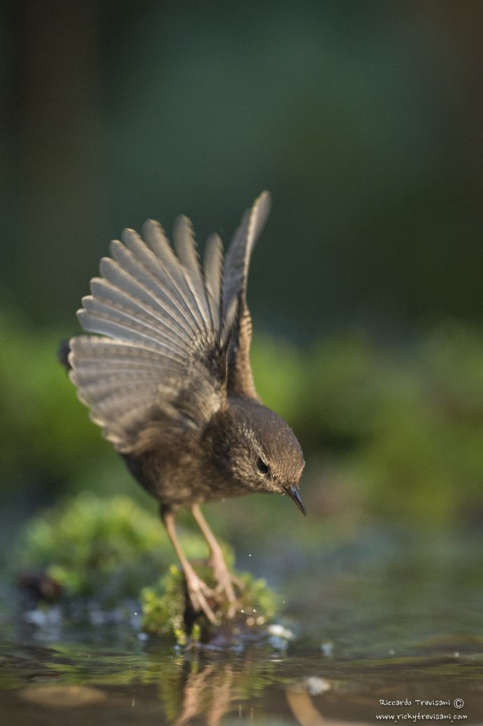 Белая американская цапля