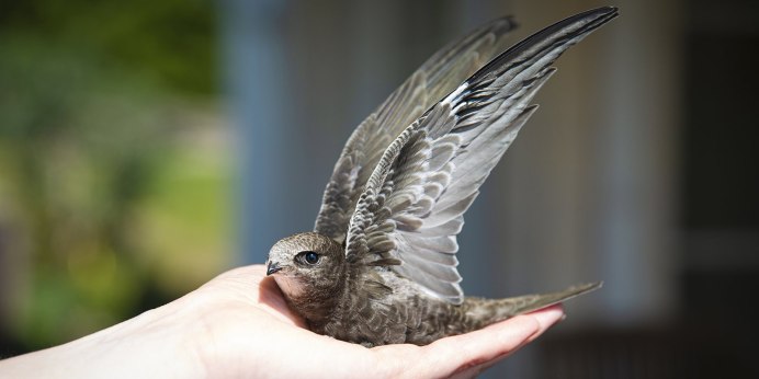 Птица в полете