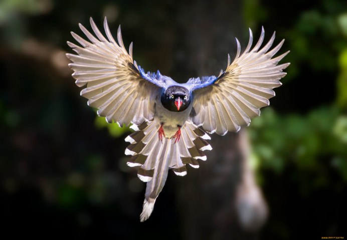 Голубая кустарниковая Сойка