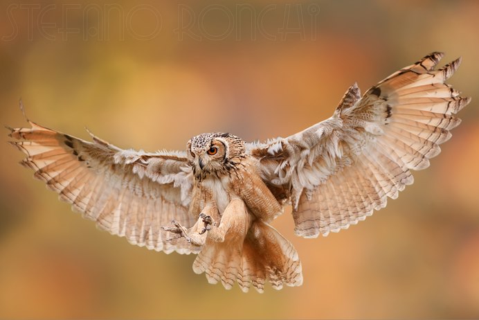 Маленькая птичка поползень