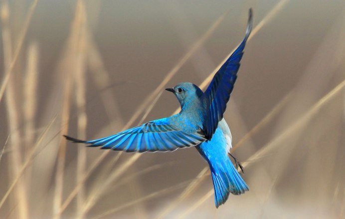 Щитоносная Райская птица