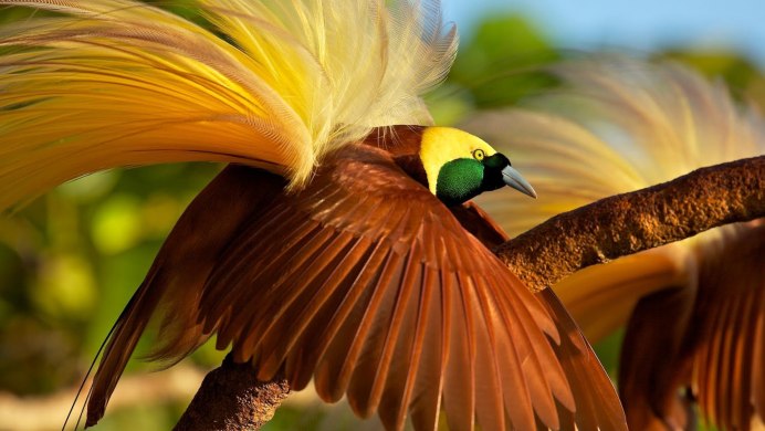Paradisaea Guilielmi