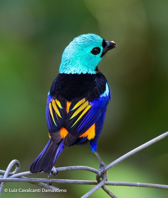 Paradisaea apoda