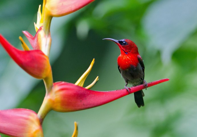Paradisaea Rudolphi