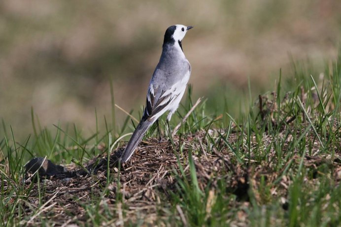 Белая трясогузка Motacilla Alba