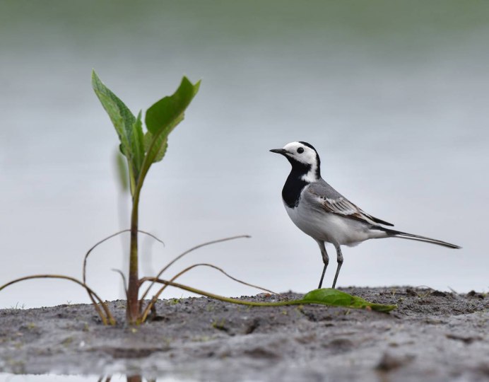 Белая трясогузка Motacilla Alba