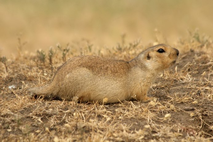 Европейский суслик (Spermophilus citellus)