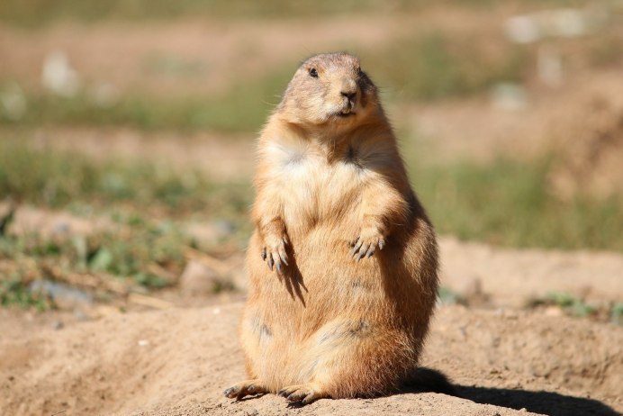 Алашанский суслик (Spermophilus alashanicus)