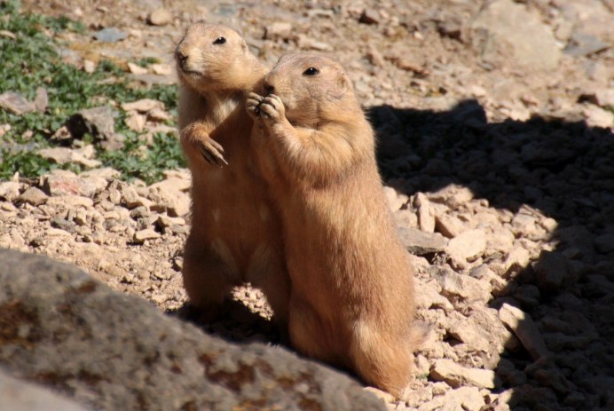 Желтый суслик Spermophilus fulvus