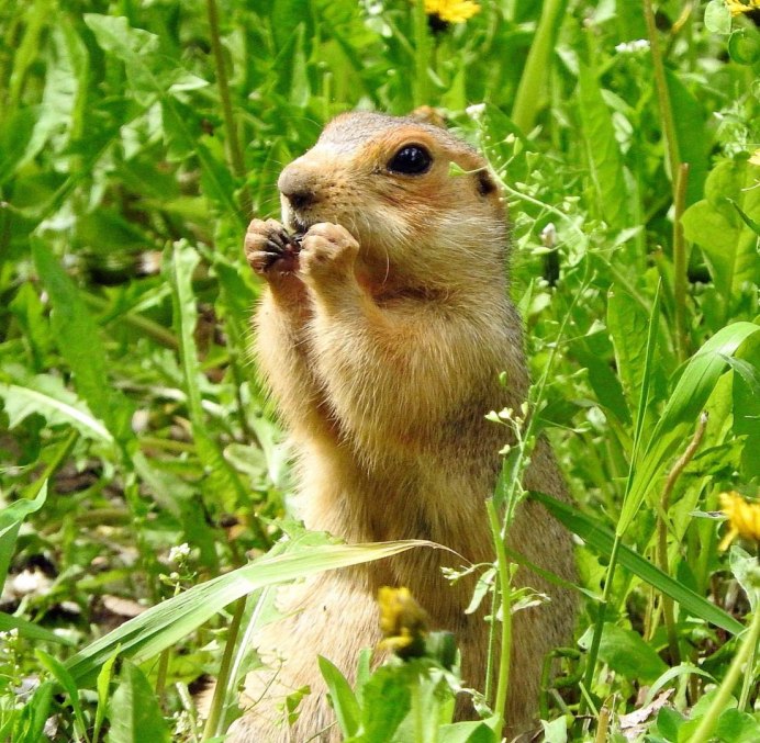 Европейский суслик (Spermophilus citellus)