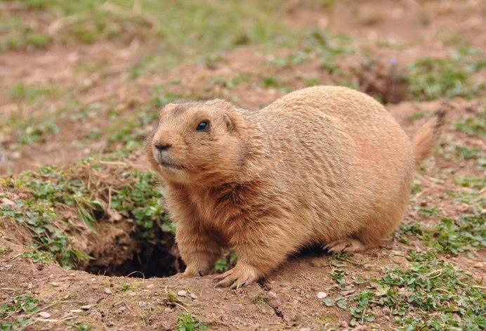 Citellus citellus