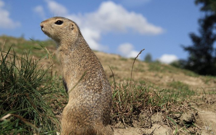 Желтый суслик Spermophilus fulvus