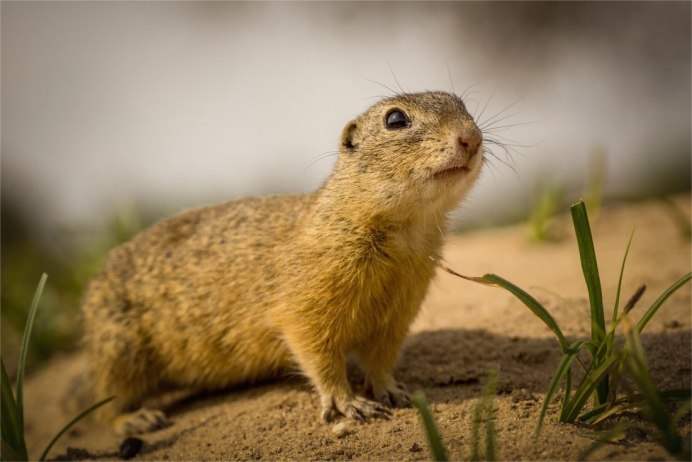 Citellus citellus