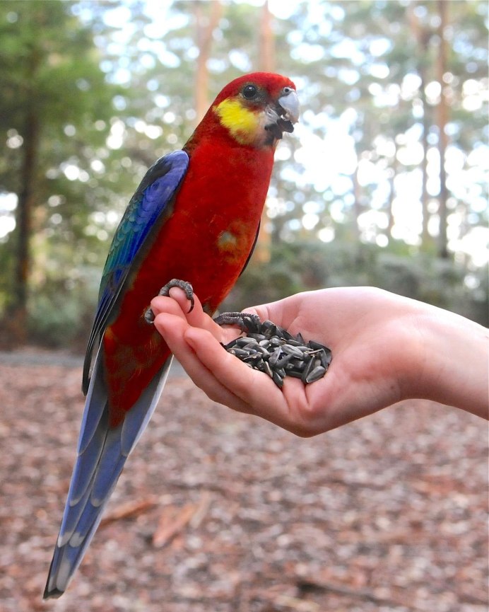 Попугай Розелла пестрая