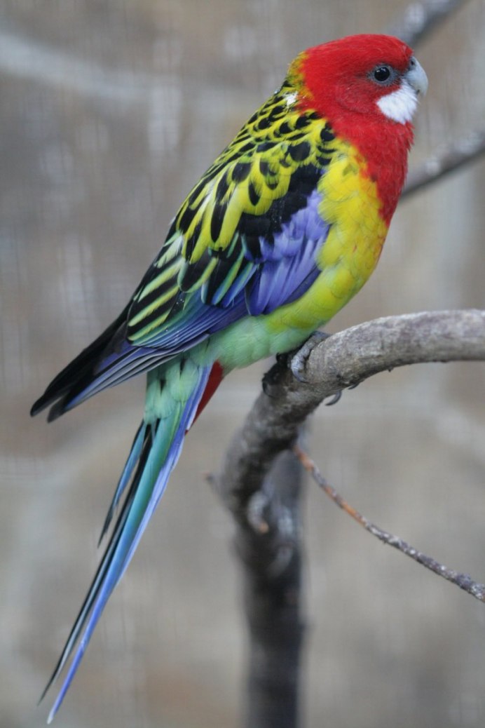 Австралийская Розелла попугай