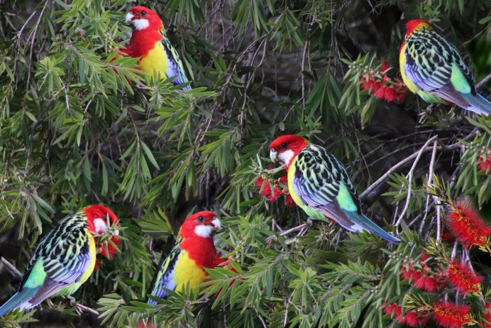 Розелла (птица)