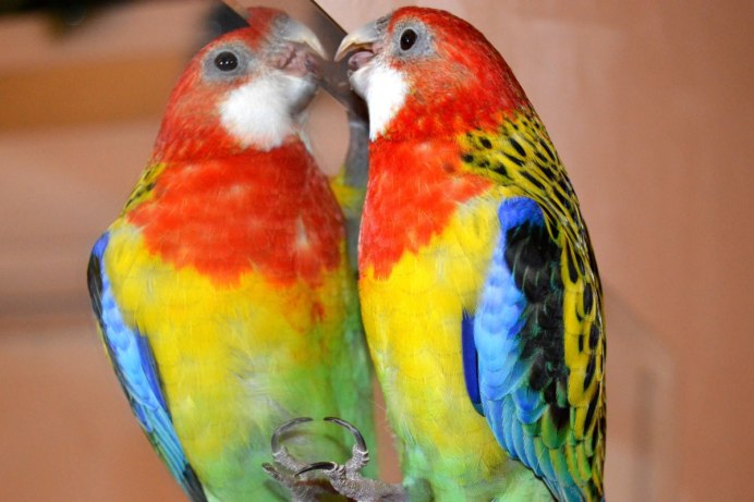 Попугай Розелла