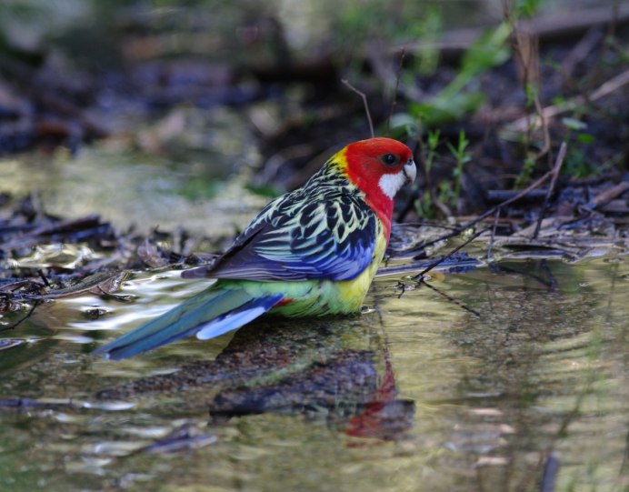 Попугай Розелла пестрая