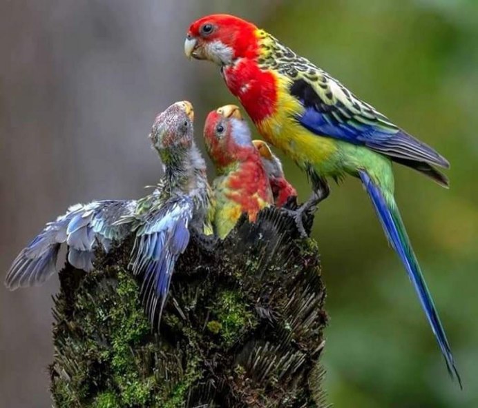 Попугай породы Розелла