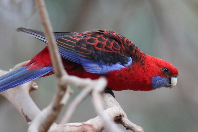 Попугай породы Розелла