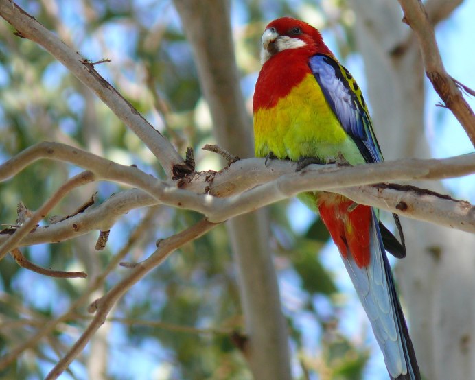 Попугай Розелла Рубиновая