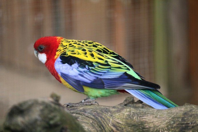 Розелла пенантовая