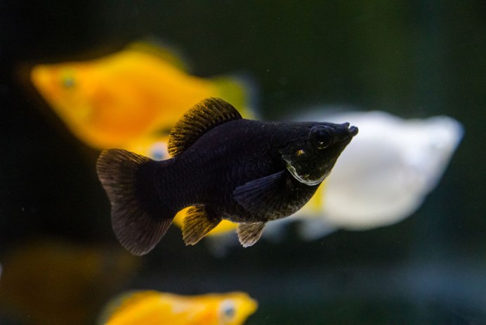 Моллинезия Poecilia sphenops