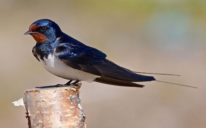 Деревенская Ласточка – Hirundo Rustica